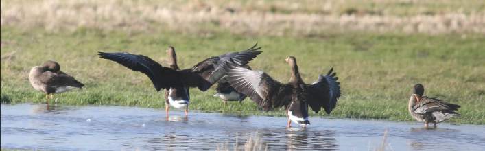 Wexford Wildfowl Reserve