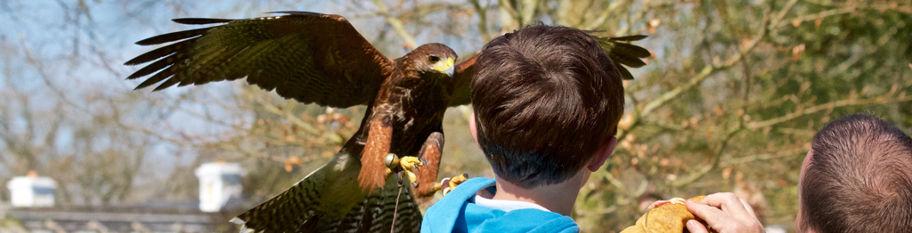 Hawkeye Falconry